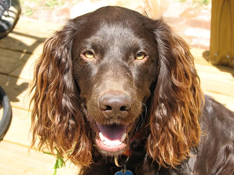 Boykin Spaniel fotoğraf 7