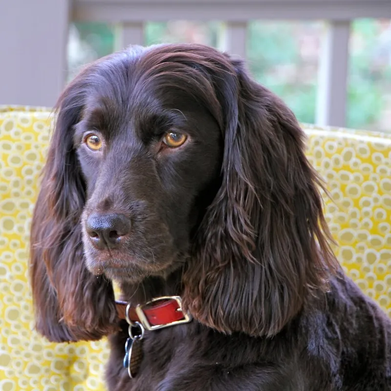 Boykin Spaniel fotoğraf 8