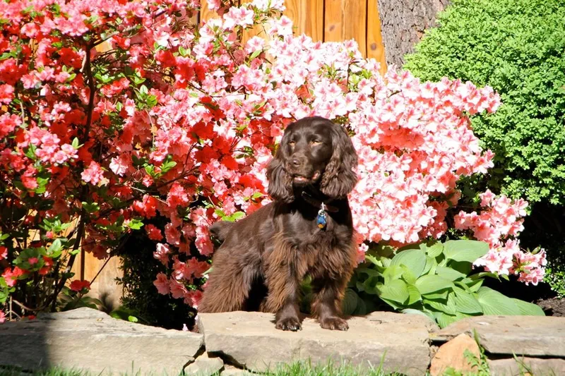 Boykin Spaniel fotoğraf 9