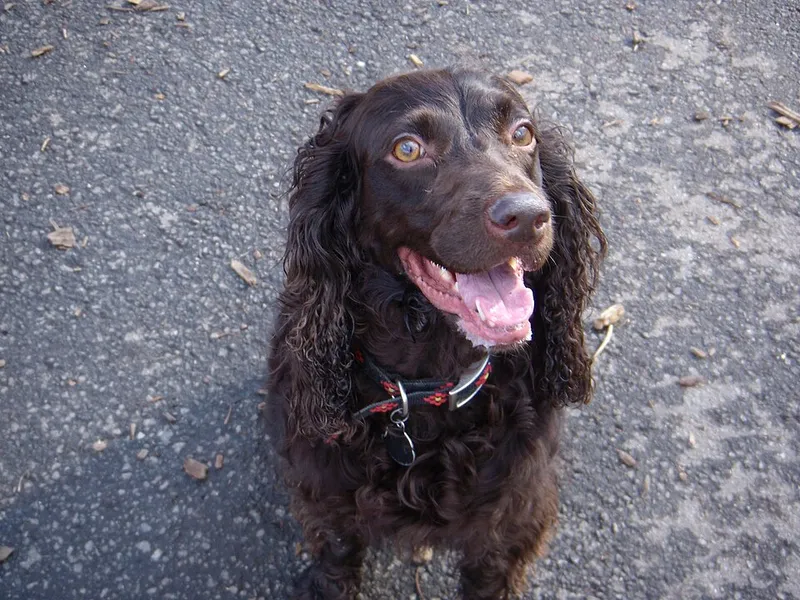 Boykin Spaniel fotoğraf 10