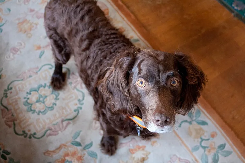 Boykin Spaniel fotoğraf 11