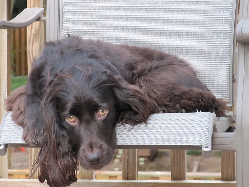 Boykin Spaniel fotoğraf 12