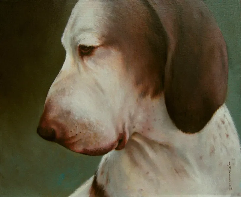 Bracco Italiano fotoğraf 1