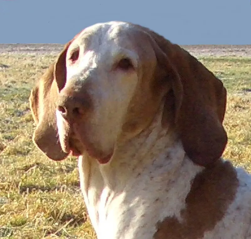 Bracco Italiano fotoğraf 2