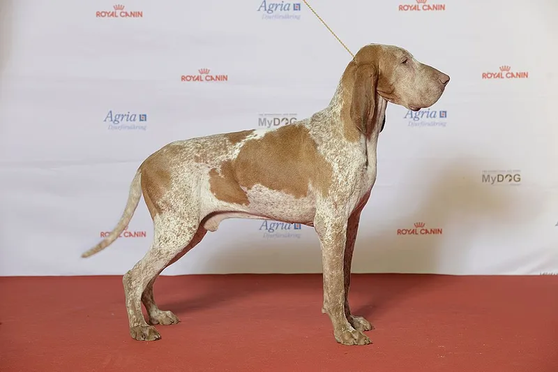 Bracco Italiano fotoğraf 3