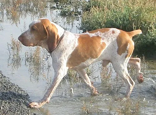 Bracco Italiano fotoğraf 4