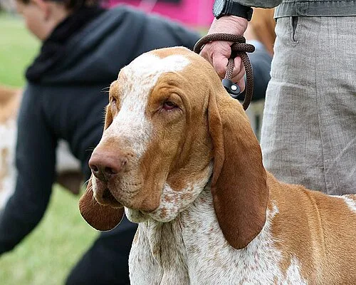 Bracco Italiano fotoğraf 5