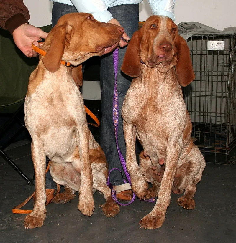 Bracco Italiano fotoğraf 6