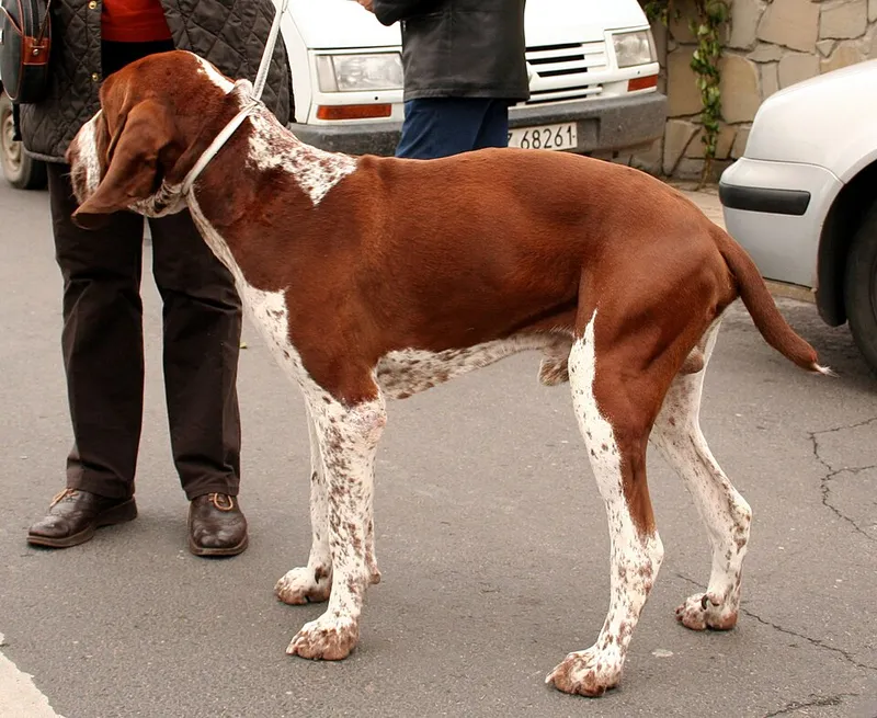 Bracco Italiano fotoğraf 7
