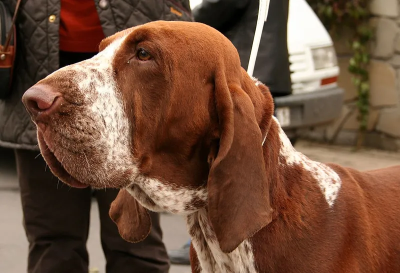 Bracco Italiano fotoğraf 8