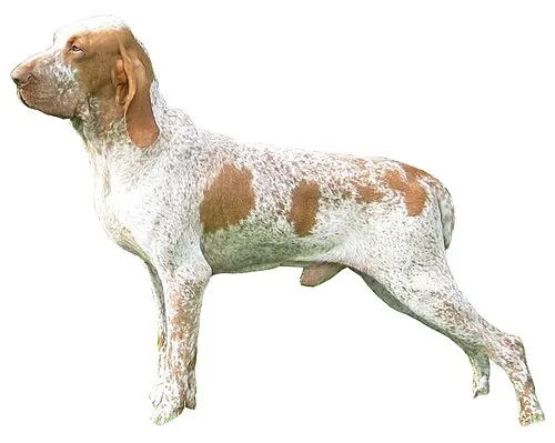 Bracco Italiano fotoğraf 9