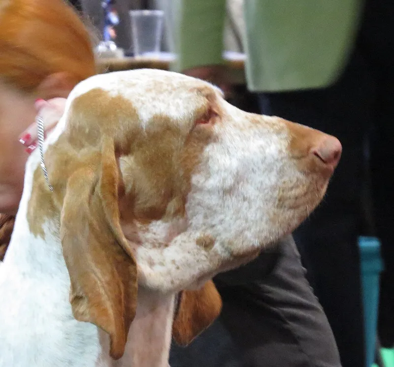 Bracco Italiano fotoğraf 10