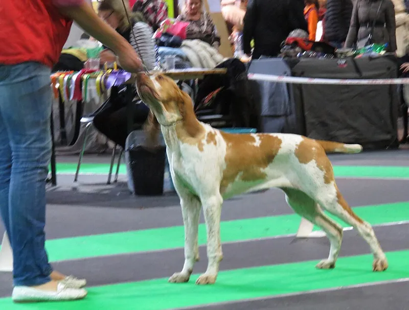 Bracco Italiano fotoğraf 11