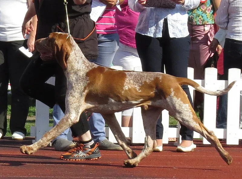 Bracco Italiano fotoğraf 12