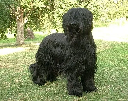 Briard fotoğraf 1