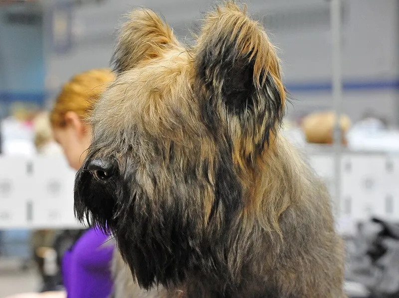 Briard fotoğraf 2