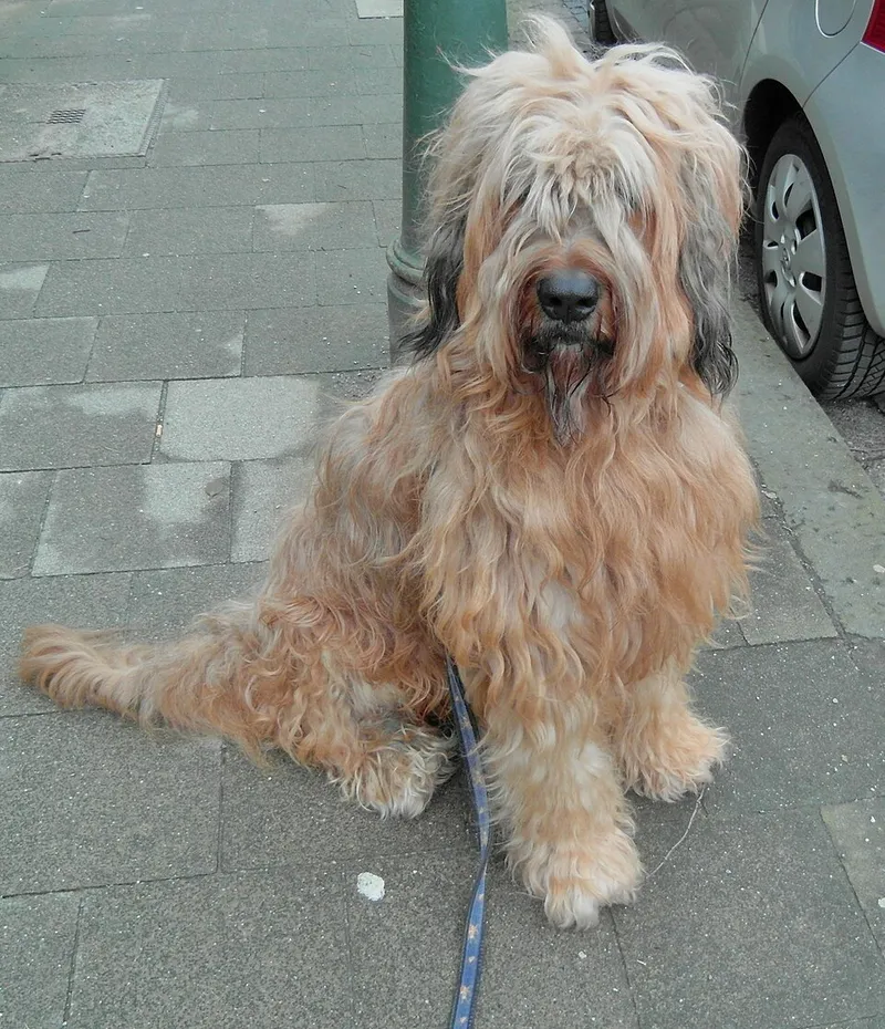 Briard fotoğraf 3