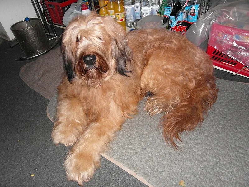 Briard fotoğraf 4