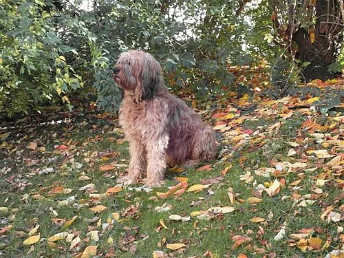 Briard fotoğraf 5