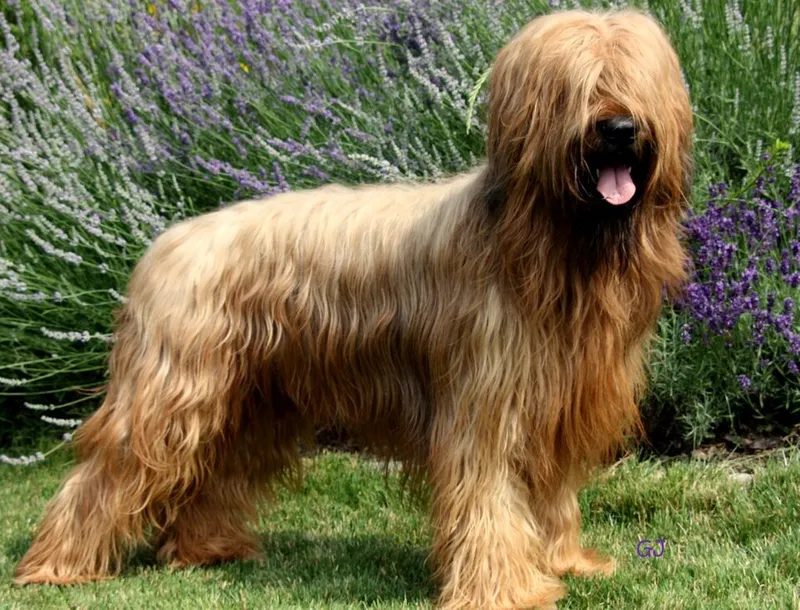 Briard fotoğraf 6