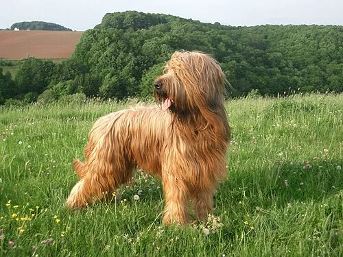 Briard fotoğraf 7