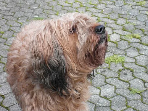 Briard fotoğraf 8