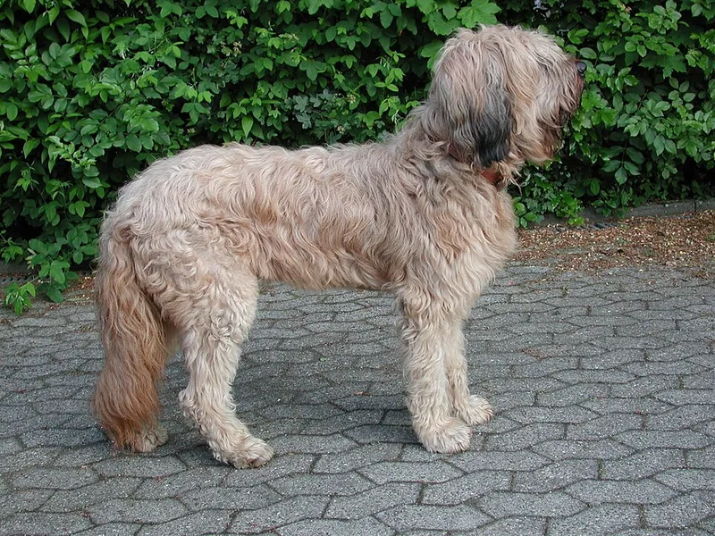 Briard fotoğraf 9