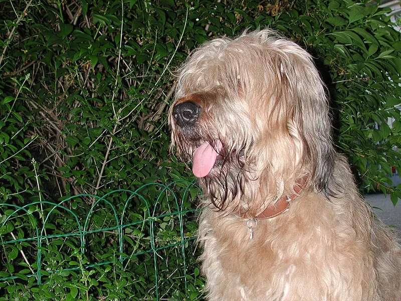 Briard fotoğraf 10