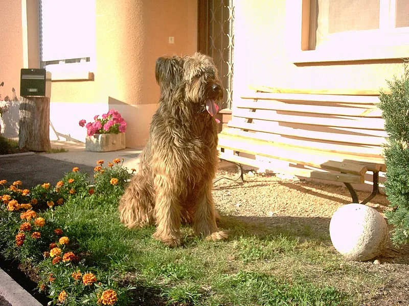 Briard fotoğraf 11