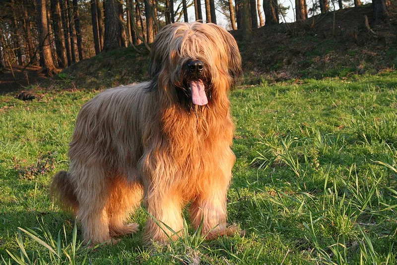 Briard fotoğraf 12