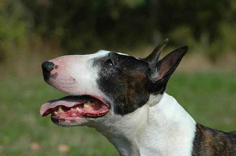 Bull Terrier fotoğraf 2
