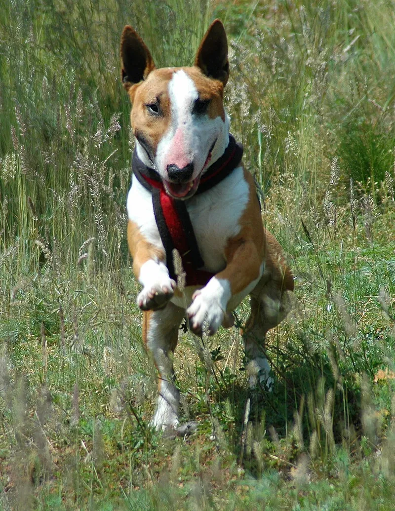 Bull Terrier fotoğraf 3