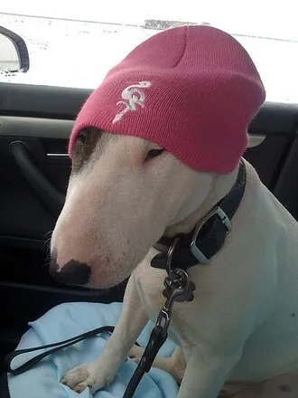 Bull Terrier fotoğraf 4