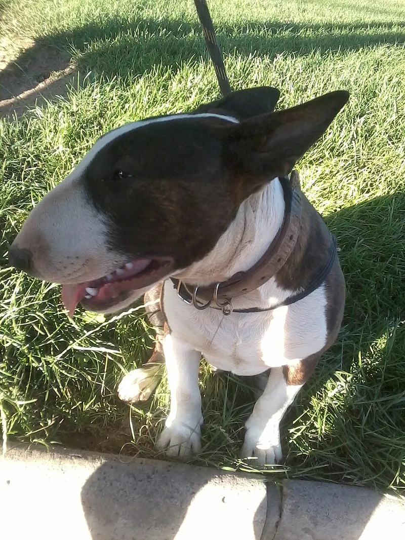 Bull Terrier fotoğraf 5