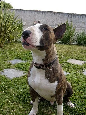 Bull Terrier fotoğraf 6