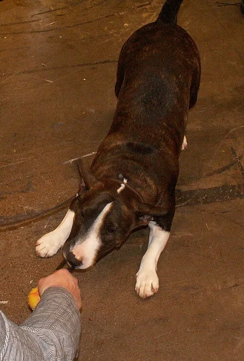 Bull Terrier fotoğraf 8