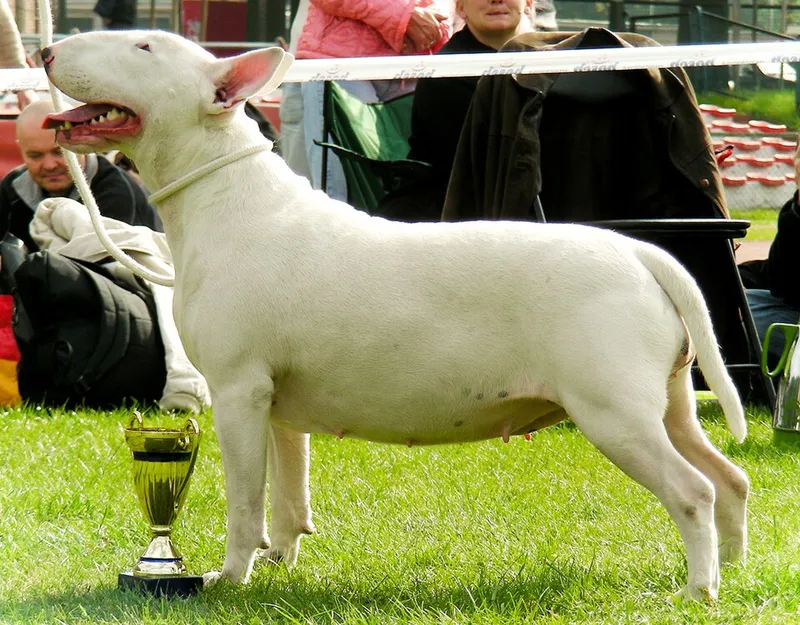Bull Terrier fotoğraf 9