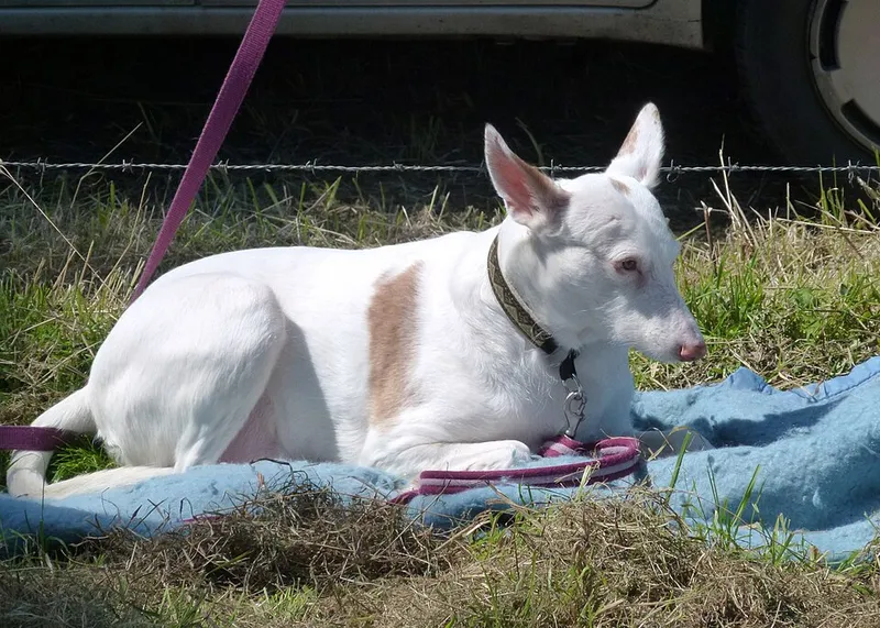 Bull Terrier fotoğraf 10