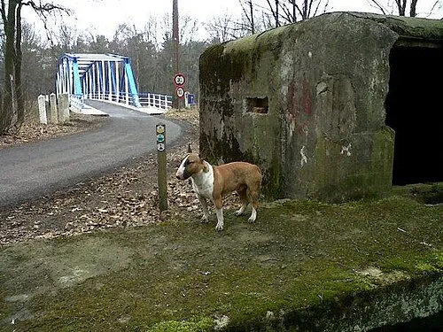 Bull Terrier fotoğraf 12