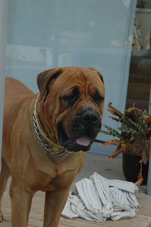 Bullmastiff fotoğraf 1