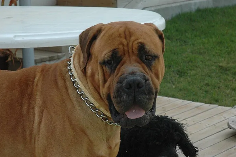 Bullmastiff fotoğraf 2