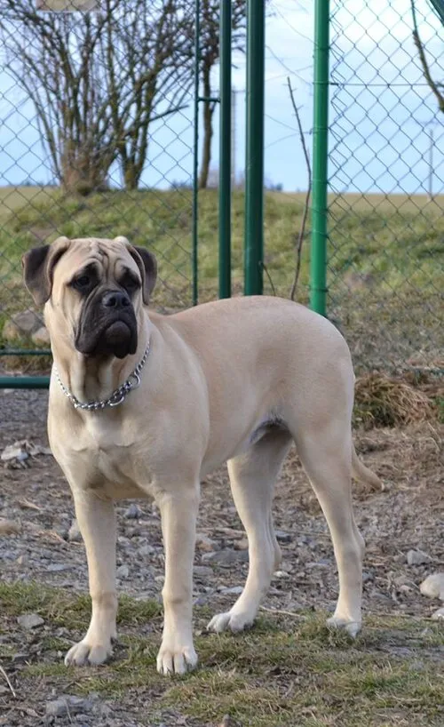 Bullmastiff fotoğraf 3