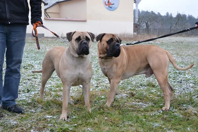 Bullmastiff fotoğraf 4