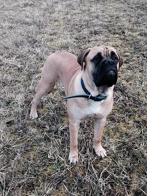 Bullmastiff fotoğraf 5