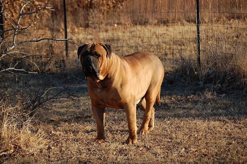 Bullmastiff fotoğraf 6