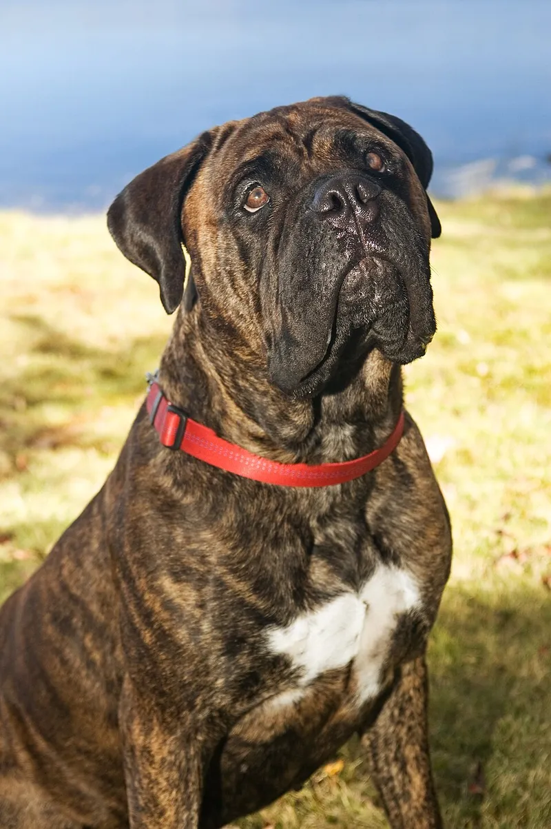 Bullmastiff fotoğraf 7
