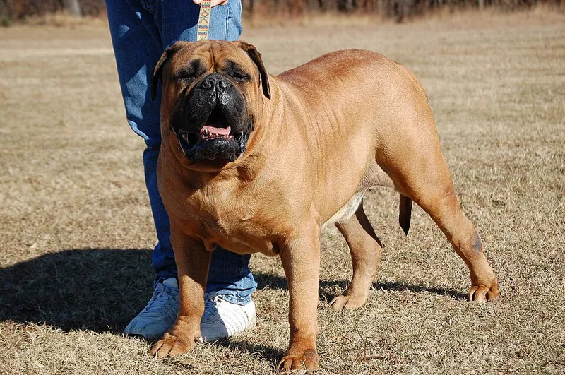 Bullmastiff fotoğraf 8