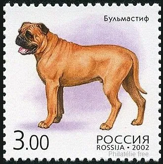 Bullmastiff fotoğraf 10