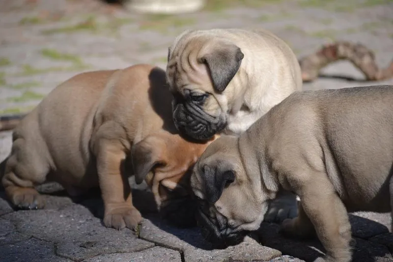 Bullmastiff fotoğraf 11