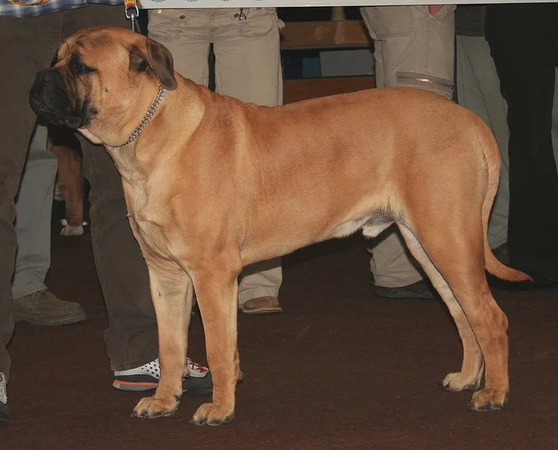 Bullmastiff fotoğraf 12